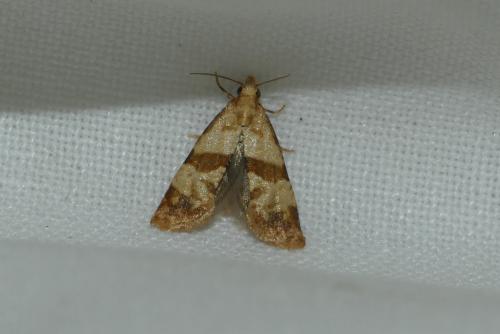 Réf. 237 312 : Phalonidia contractana